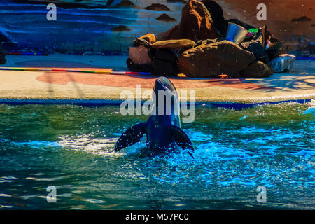 Cute Irrawaddy dolphin (Orcaella brevirostris) is floating in the water and jumping to the air in the dolphin shows. Stock Photo