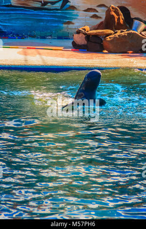 Cute Irrawaddy dolphin (Orcaella brevirostris) is floating in the water and jumping to the air in the dolphin shows. Stock Photo