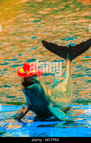 Cute Irrawaddy dolphin (Orcaella brevirostris) is wearing orange hat and dancing on the board in the dolphin shows. Stock Photo