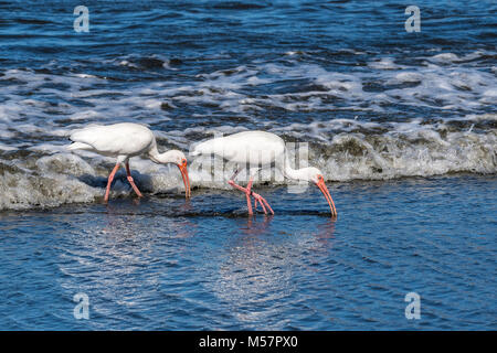 On Playa Potrero, Costa RIca, two white ibis walk along the beach together, feeding on crab and crayfish they find in the mud. Stock Photo
