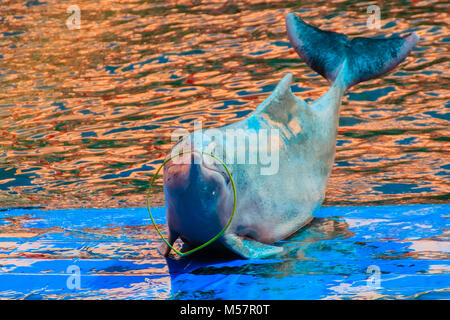 Cute Indo-Pacific humpback dolphin (Sousa chinensis) ,or Pink dolphin, or Chinese white dolphin is playing hoop and dancing shows Stock Photo