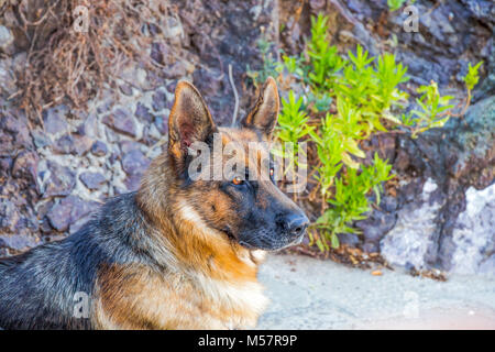German shepherd dog portrait Stock Photo