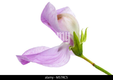 Flowers of sweet pea, isolated on white background Stock Photo