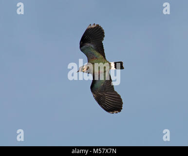 Northern Lapwing, Vanellus vanellus, in flight over Morecambe Bay, England, UK Stock Photo