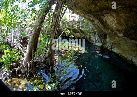 Snorkeler in crystal clear water of Grand Cenote, Cenotes, Tulum, Riviera Maya, Yucatan, Quintana Roo, Mexico, Caribbean Stock Photo