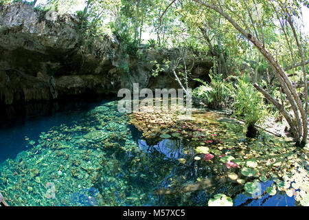 Crystal clear water in Grand Cenote, Cenotes, Tulum, Riviera Maya, Yucatan, Quintana Roo, Mexico, Caribbean Stock Photo