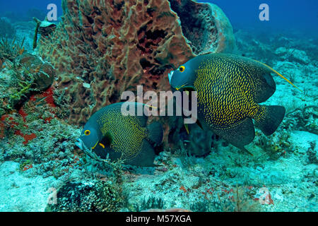 French Angelfish (Pomacanthus paru), pair, Playa del Carmen, Riviera Maya, Quintana Roo, Mexico, Caribbean Stock Photo