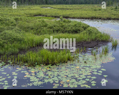Lily pads, Spruce Bog Boardwalk, Algonquin Provincial Park, Ontario, Canada. Stock Photo