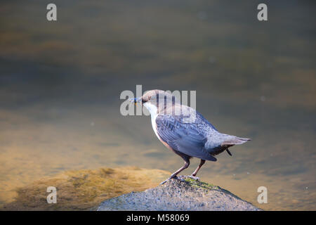 Close side view of wild UK dipper bird (Cinclus cinclus) isolated on rock by water, UK woodland, with a beak full of insects. Stock Photo