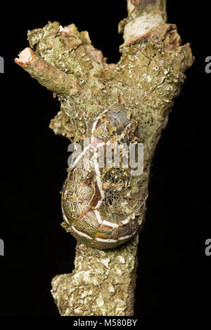 A puss moth caterpillar begininning to make its cocoon. Studio picture North Dorset England UK Stock Photo