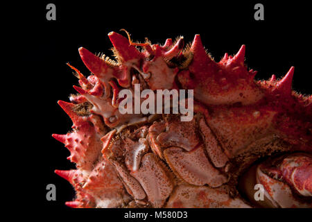 A cooked spider crab, Maja squinado, that was caught in drop net, on a black background, Dorset England UK GB Stock Photo
