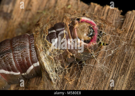 A puss moth caterpillar beginning to make its cocoon. Studio picture North Dorset England UK Stock Photo