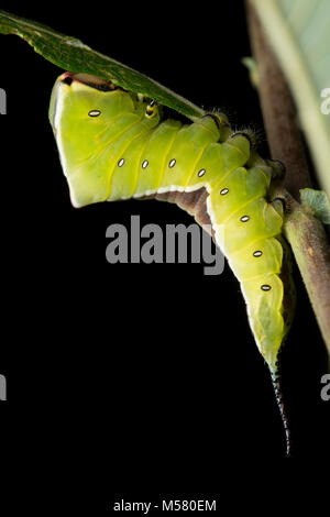 A Puss moth caterpillar, Cerura vinula, on a black background in a studio, North Dorset England UK GB Stock Photo