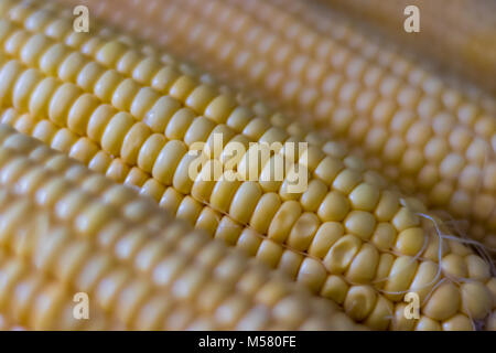 Corn on the cob Stock Photo