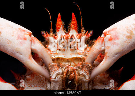 Cooked spider crab, Maja squinado, caught in a drop net, on a black background. Dorset England UK GB Stock Photo