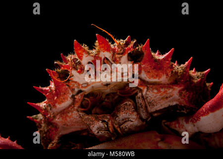 A cooked spider crab, Maja squinado, caught in a drop net, on a black background. Dorset England UK GB Stock Photo