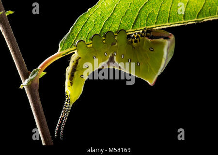 A Puss moth caterpillar, Cerura vinula, on a black background in a studio, North Dorset England UK GB Stock Photo