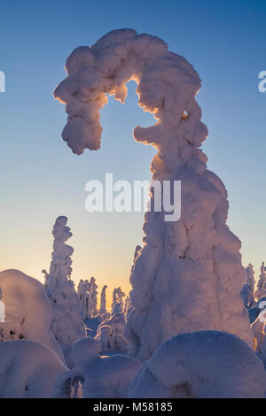 Snowy spruce in Finland