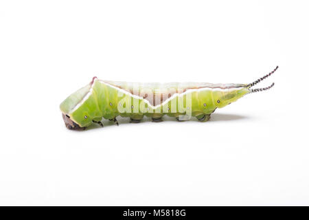 Puss moth caterpillar, Cerura vinula,  on white background, North Dorset England UK GB Stock Photo