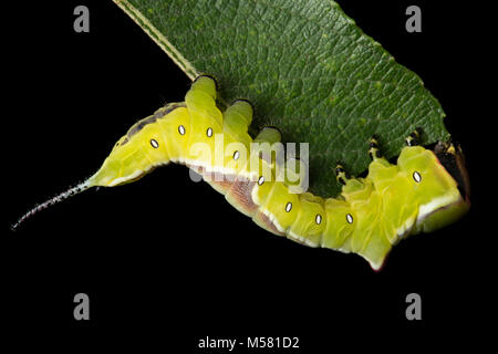 A Puss moth caterpillar, Cerura vinula, on a black background in a studio, North Dorset England UK GB Stock Photo