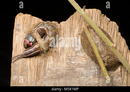 A puss moth caterpillar beginning to make its cocoon, next to another on the right. Studio picture North Dorset England UK Stock Photo