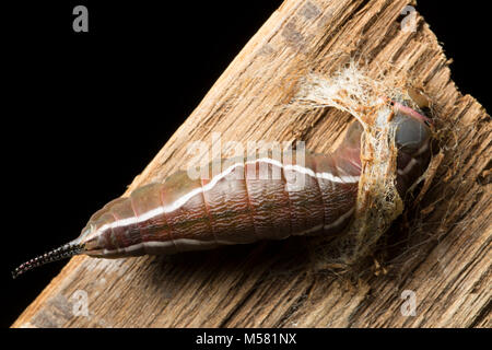 A puss moth caterpillar beginning to make its cocoon. Studio picture North Dorset England UK Stock Photo