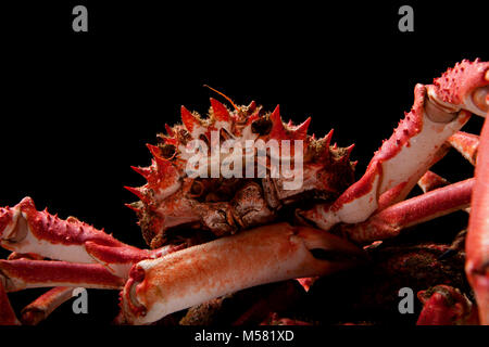 A cooked spider crab, Maja squinado,  caught in a drop net in Dorset England UK GB on a black background Stock Photo