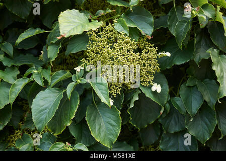 Hydrangea petiolaris Stock Photo