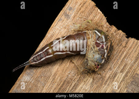 A puss moth caterpillar beginning to make its cocoon. Studio picture North Dorset England UK Stock Photo