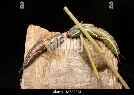 L-r: A brown puss moth caterpillar making its cocoon next to another  caterpillar and a freshly made cocoon. Studio picture North Dorset England UK Stock Photo