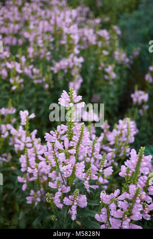 Physostegia virginiana Stock Photo