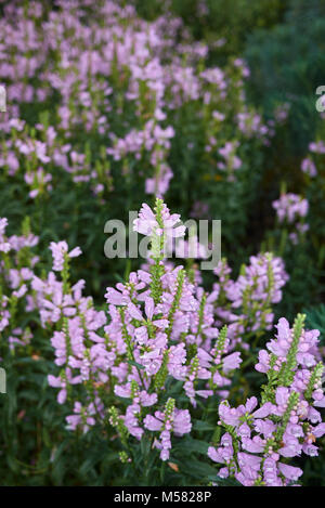 Physostegia virginiana Stock Photo