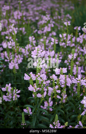 Physostegia virginiana Stock Photo