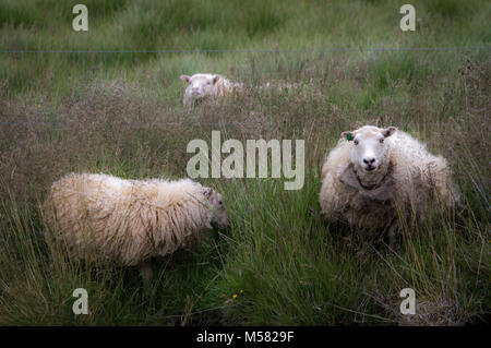 Three Icelandic sheep grazing on summer pasture in Iceland Stock Photo