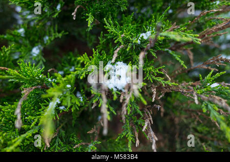 Snow on the green branches of the thuja. Stock Photo