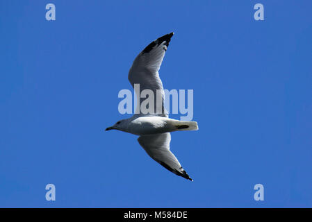 Seagull flying against deep blue sky Stock Photo