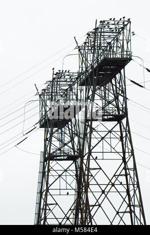 Eagles perched on electrical towers Stock Photo