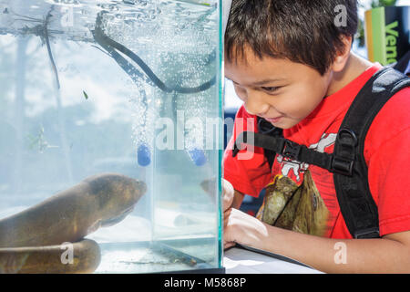 Miami Florida,Metrozoo,Nonnative Pet Amnesty Day,unwanted exotic animals,Fish and Wildlife Conservation Commission,swamp eel,Monopterus albus,Asian As Stock Photo