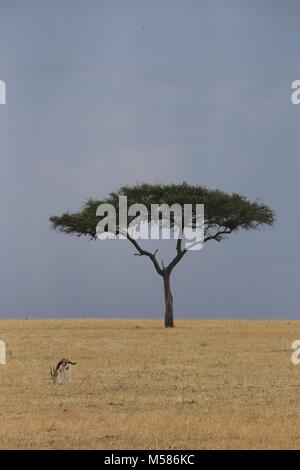 Lonely tree in savanna Stock Photo