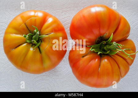 Miami Beach Florida,home grown garden tomatoes,tomatoes,heirloom,turning red,ripe,harvested,symmetrical,asymmetrical,wrinkled,imperfect,fruit,food,org
