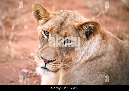 Lioness, Kruger NP, South Africa Stock Photo