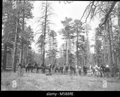 Grand Canyon Matthes Survey of . BLACK AND WHITE GLASS LANTERN SLIDE.  WHITE LABEL READING 'GRAND CANYON NAT. PARK-PACK TRAIN ON PARADE AT HANCE'S RANCH-MATTHES 1903'. WITH A GROUP OF SLIDES FROM THE MATTHES SURVEY EXPEDITION IN THE GRAND CANYON - CIRCA 1902 Stock Photo