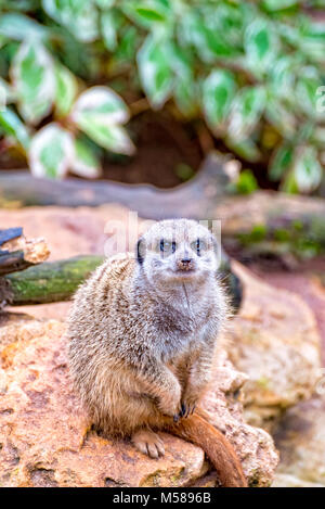 A small meerkat holds guard and looks directly into the camera Stock Photo