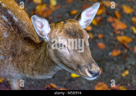 A young deer in its field Stock Photo
