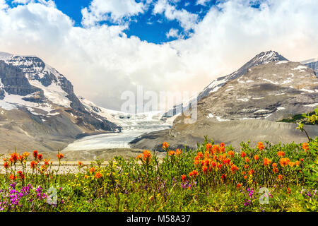 Columbia Icefield and wild orange and violet flowers in Jasper National Park, Alberta, Canada Stock Photo