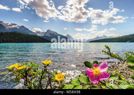 Blooming wild rose -  Alberta's symbol -  and yellow potentilla by Medicine Lake, Jasper National Park, Canada Stock Photo