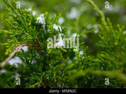 Snow on the green branches of the thuja. Stock Photo