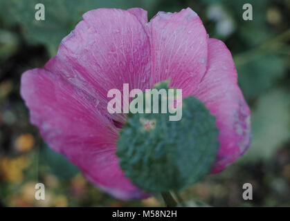 Raindrops on a purple flower. Stock Photo
