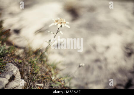 A beautiful and rare Edelweiss in Dolomites Stock Photo