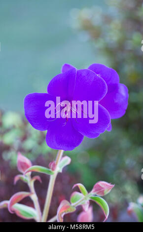 Tibouchina organensis flower. Stock Photo